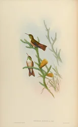 Amazilia alticola = Amazilia amazilia alticola